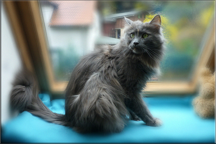 Zum Schlieen Foto anklicken!