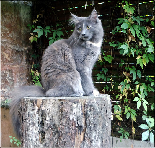 Zum Schlieen Foto anklicken!