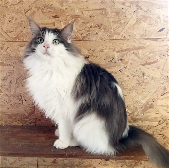 Zum Schlieen Foto anklicken!