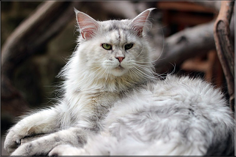 Zum Schlieen Foto anklicken!