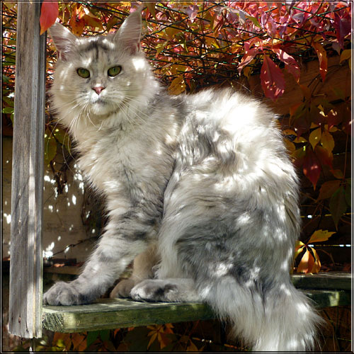 Zum Schlieen Foto anklicken!