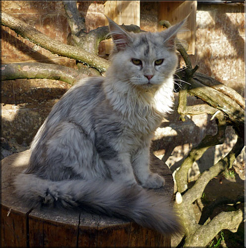 Zum Schlieen Foto anklicken!