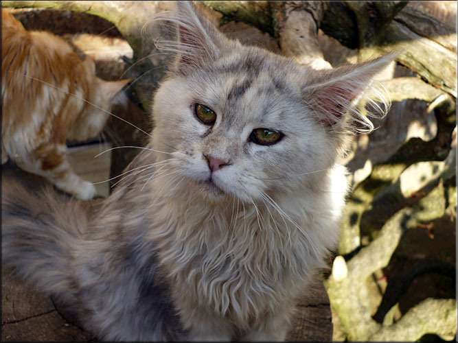 Zum Schlieen Foto anklicken!