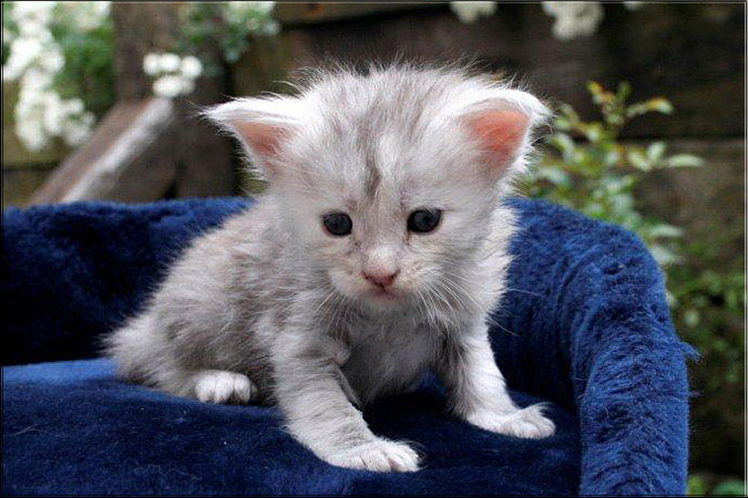 Zum Schlieen Foto anklicken!