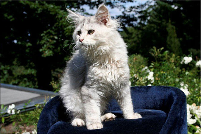 Zum Schlieen Foto anklicken!