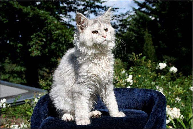 Zum Schlieen Foto anklicken!