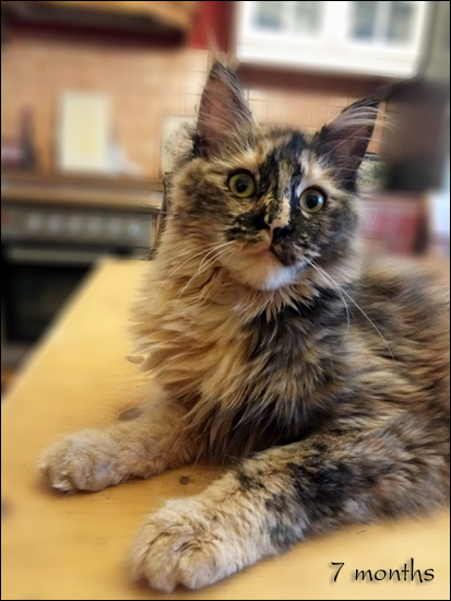 Zum Schlieen Foto anklicken!