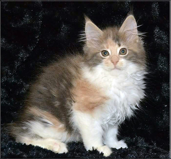 Zum Schlieen Foto anklicken!