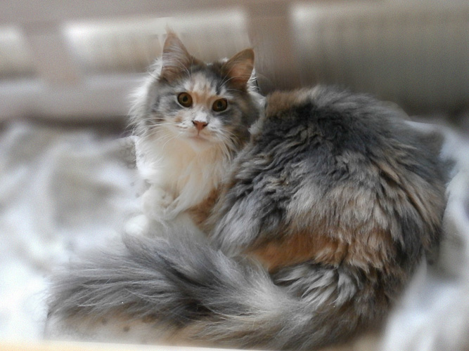 Zum Schlieen Foto anklicken!