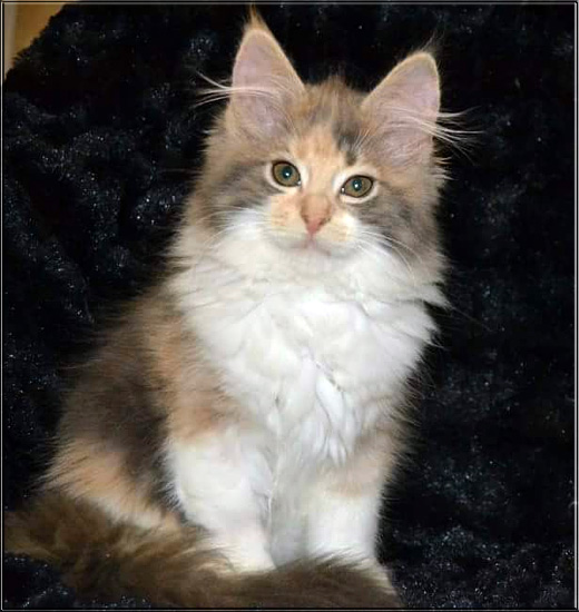 Zum Schlieen Foto anklicken!