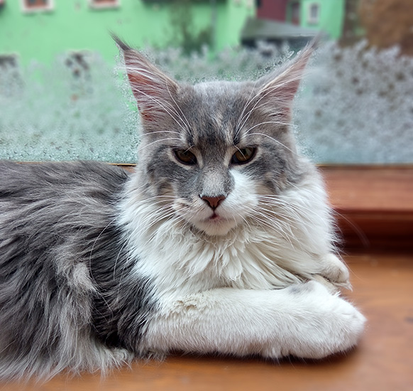 Zum Schlieen Foto anklicken!