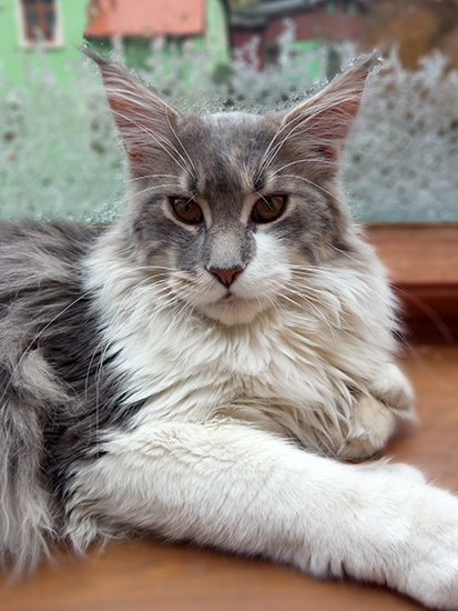 Zum Schlieen Foto anklicken!