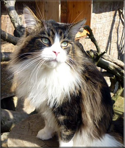 Zum Schlieen Foto anklicken!