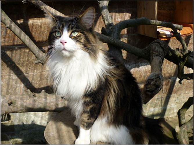 Zum Schlieen Foto anklicken!