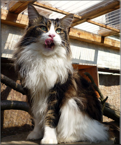 Zum Schlieen Foto anklicken!