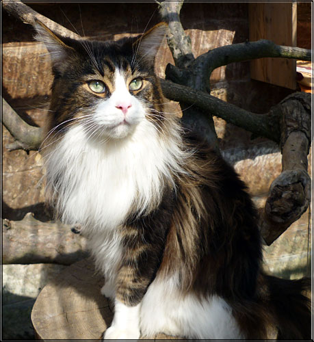 Zum Schlieen Foto anklicken!