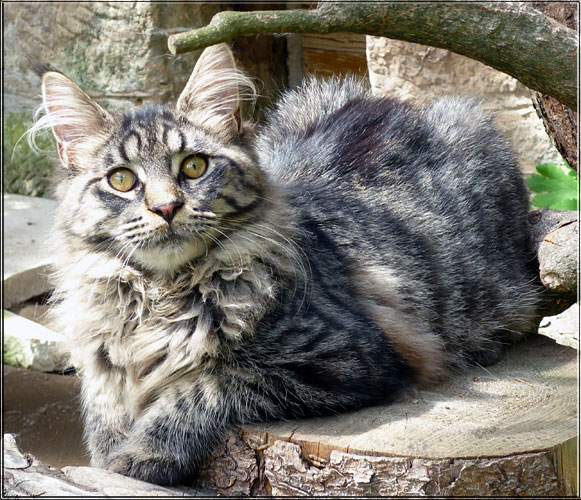 Zum Schlieen Foto anklicken!