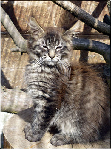 Zum Schlieen Foto anklicken!