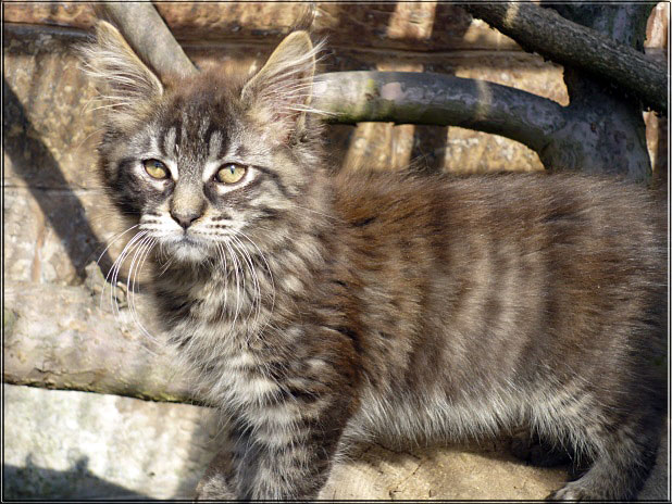 Zum Schlieen Foto anklicken!