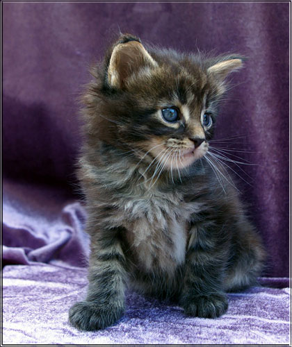 Zum Schlieen Foto anklicken!