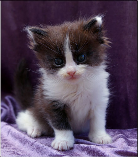 Zum Schlieen Foto anklicken!