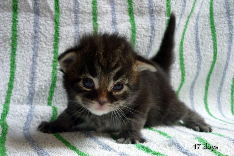 Zum Schlieen Foto anklicken!