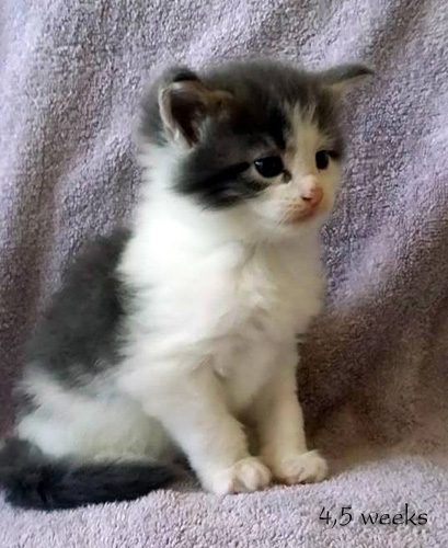 Zum Schlieen Foto anklicken!