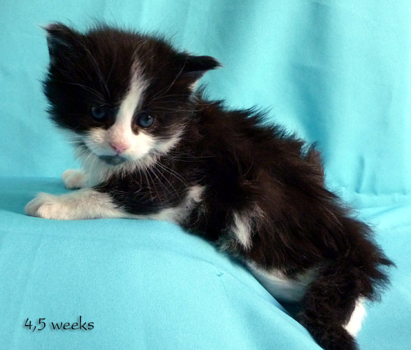 Zum Schlieen Foto anklicken!