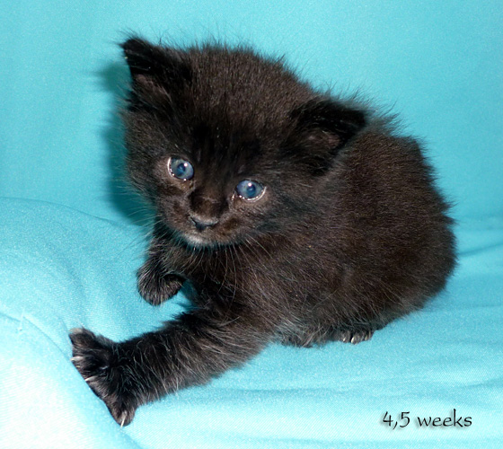 Zum Schlieen Foto anklicken!