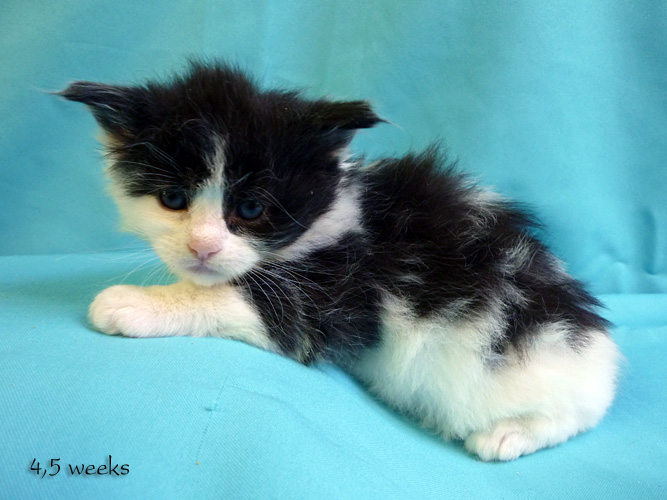 Zum Schlieen Foto anklicken!