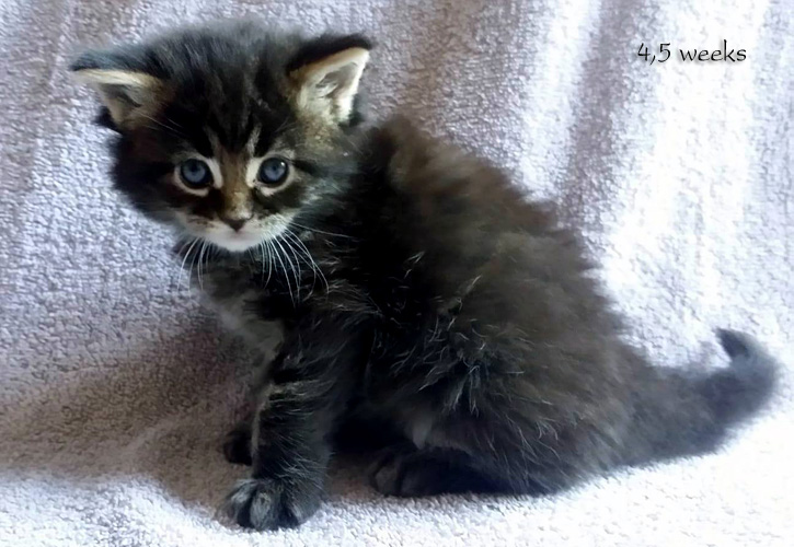 Zum Schlieen Foto anklicken!