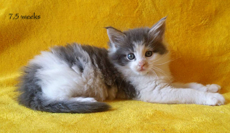 Zum Schlieen Foto anklicken!