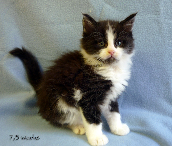 Zum Schlieen Foto anklicken!