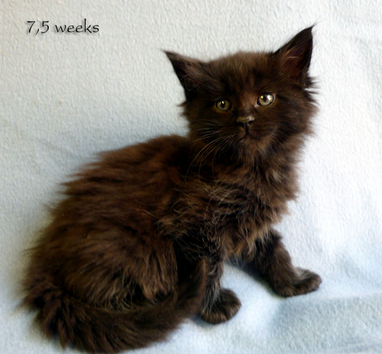 Zum Schlieen Foto anklicken!