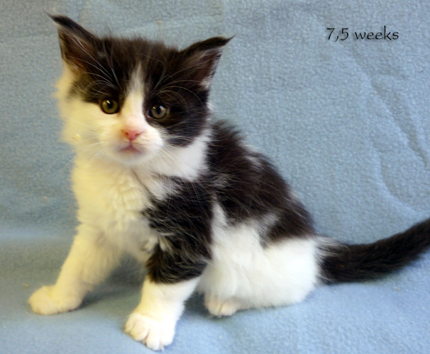 Zum Schlieen Foto anklicken!