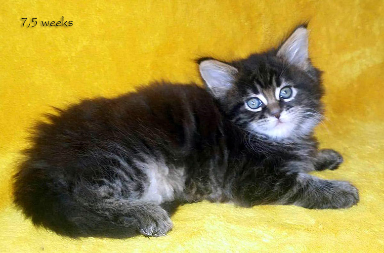 Zum Schlieen Foto anklicken!