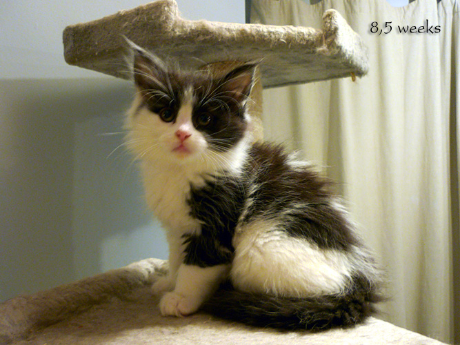 Zum Schlieen Foto anklicken!