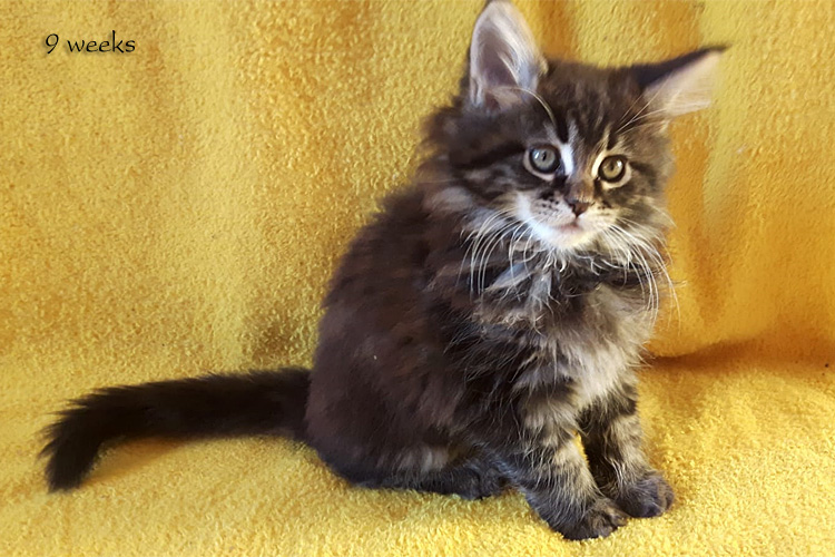 Zum Schlieen Foto anklicken!