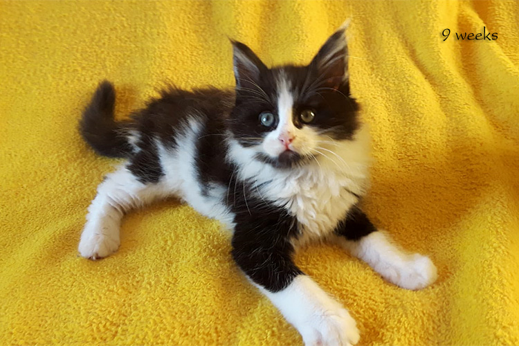 Zum Schlieen Foto anklicken!