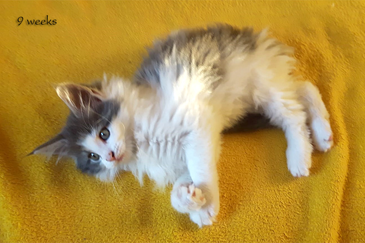 Zum Schlieen Foto anklicken!