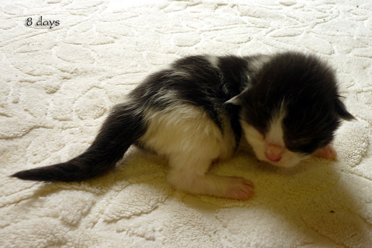 Zum Schlieen Foto anklicken!