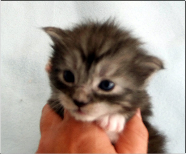 Zum Schlieen Foto anklicken!