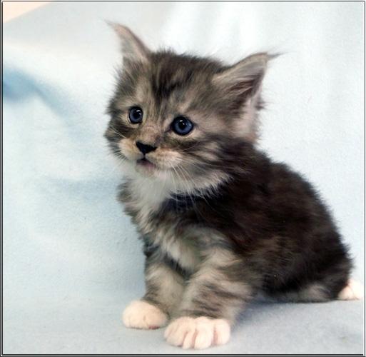 Zum Schlieen Foto anklicken!