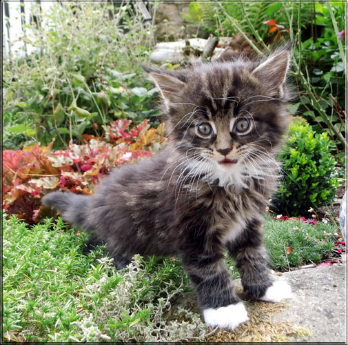 Zum Schlieen Foto anklicken!