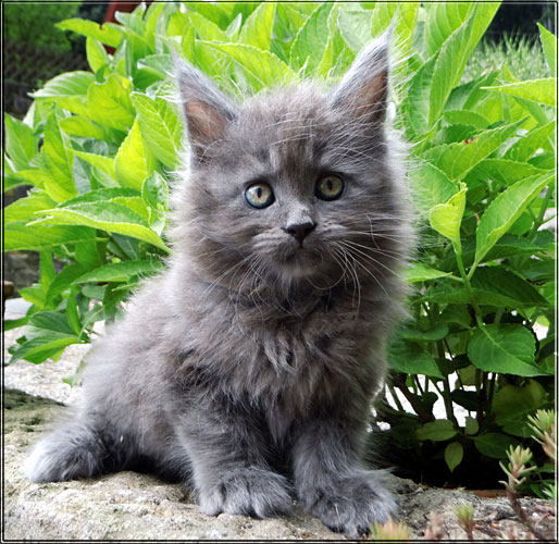 Zum Schlieen Foto anklicken!