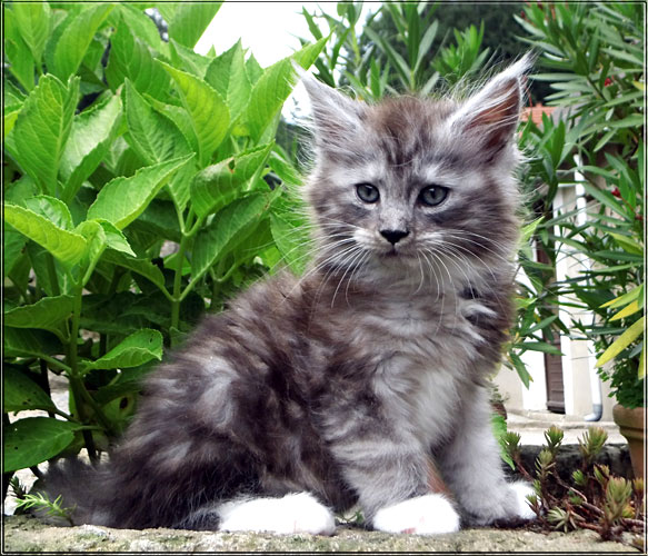 Zum Schlieen Foto anklicken!