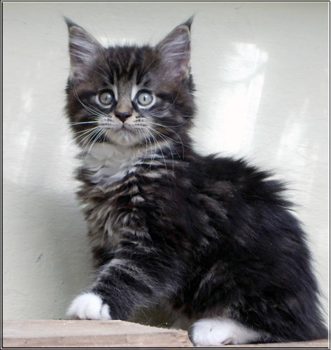 Zum Schlieen Foto anklicken!