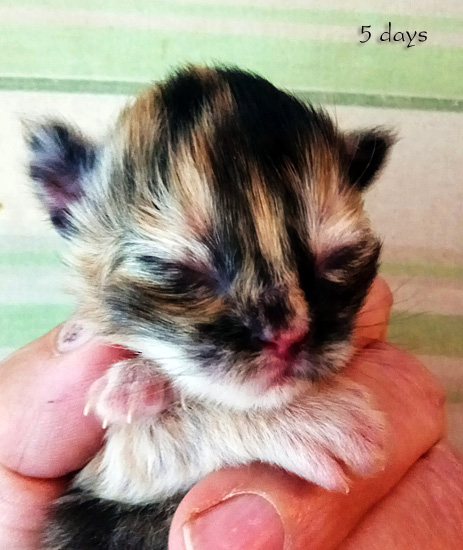 Zum Schlieen Foto anklicken!