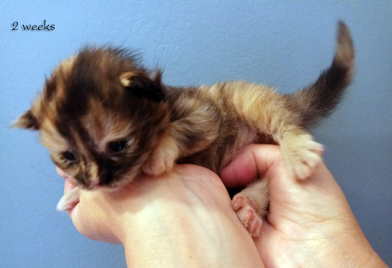 Zum Schlieen Foto anklicken!