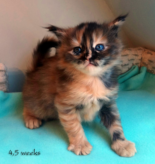 Zum Schlieen Foto anklicken!